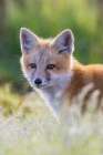 Red fox kit portrait in backlight, Washington State Art Print